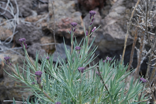 Image of Erysimum scoparium by (c) Татьяна Максимова, some rights reserved (CC BY)