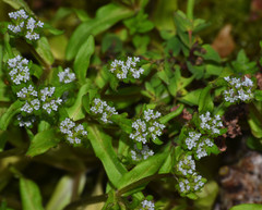 Valerianella locusta