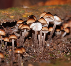 Mycena mulawaestris