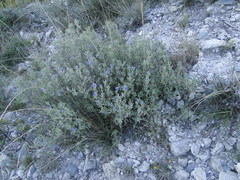 Salvia coulteri