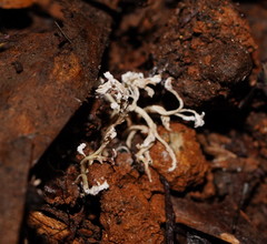Cordyceps tenuipes