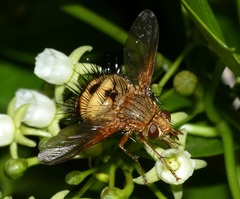 Dejeania bombylans