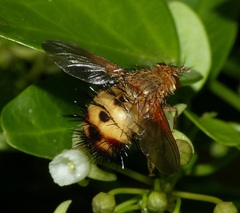 Dejeania bombylans