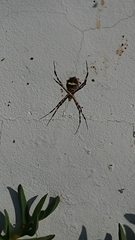 Argiope argentata