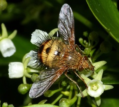 Dejeania bombylans