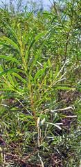 Acacia uncifolia