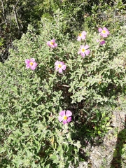 Cistus creticus