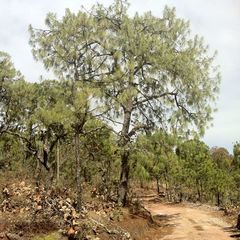 Pinus luzmariae