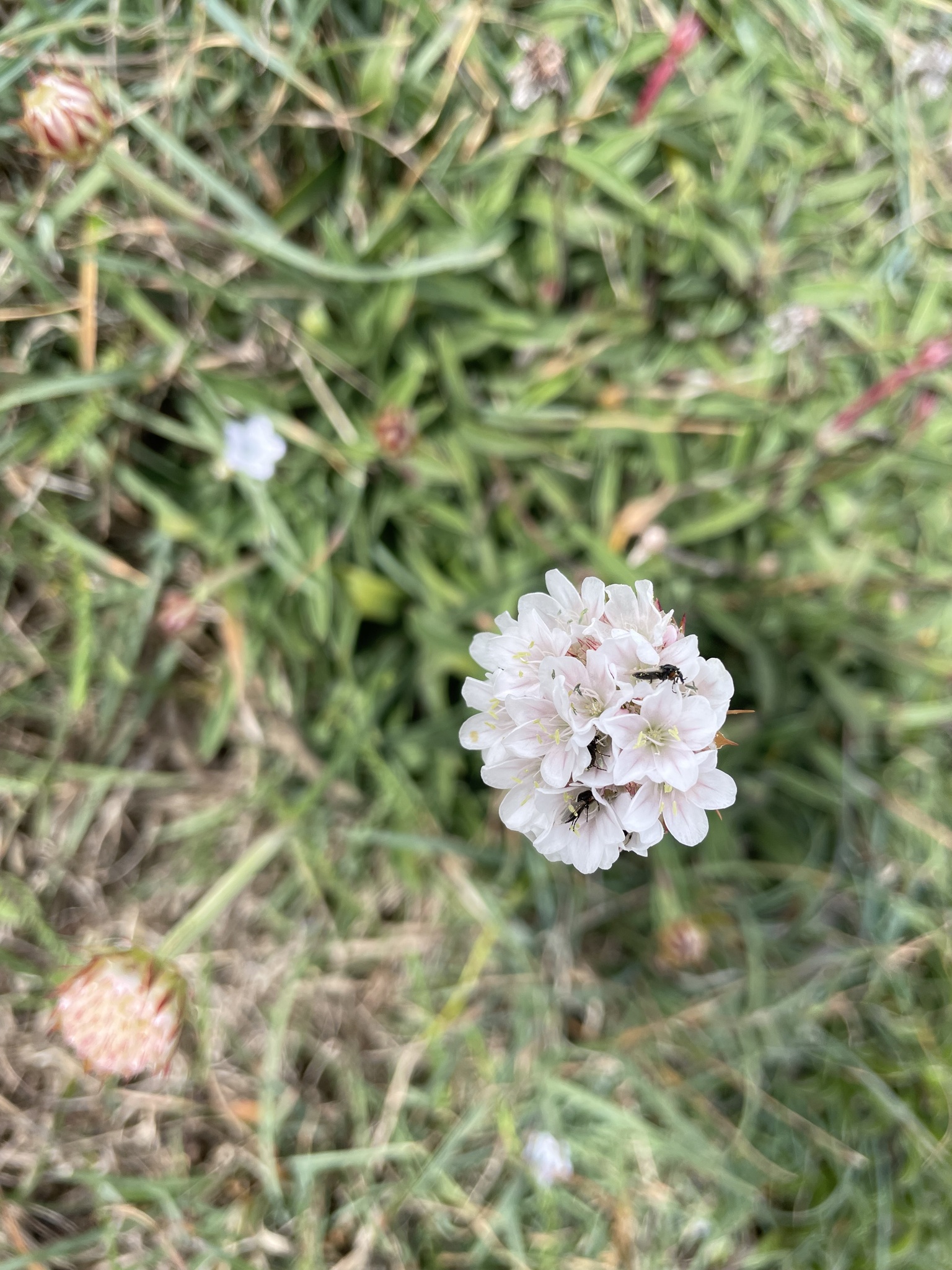 Imagem de Não há um nome popular amplamente reconhecido para "Armeria beirana" no Brasil