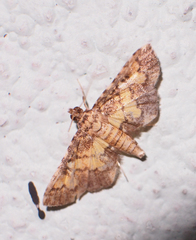 Nacoleia