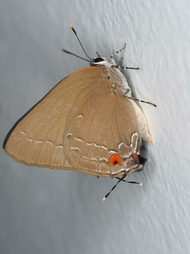 Ira Hairstreak