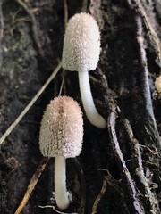 Coprinellus flocculosus