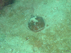 Torpediniformes