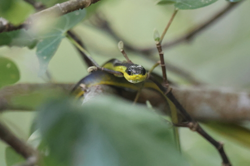 Common Tree Snake sighting