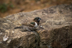 Spermestes cucullata scutata