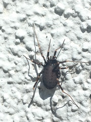 Egaenus convexus