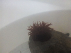 Actinia