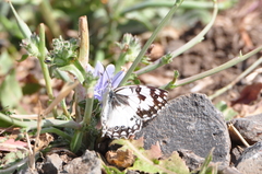 Melanargia titea
