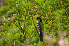 Laniarius ferrugineus