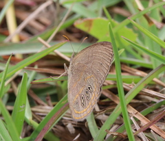 Neonympha areolatus