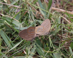 Neonympha areolatus