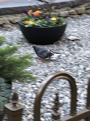 Columba livia