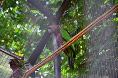 Deroptyus accipitrinus