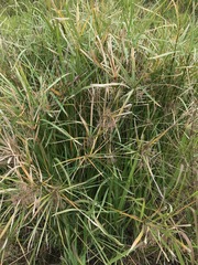 Cyperus sexangularis