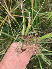 Cyperus sexangularis