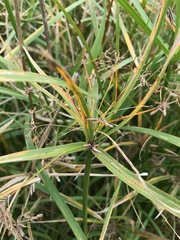 Cyperus sexangularis