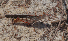 Spharagemon marmorata