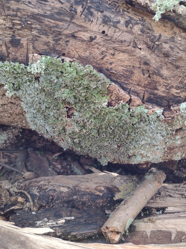 Pleurosticta acetabulum