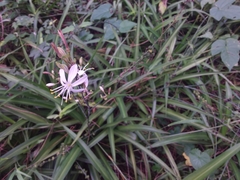 Chlorophytum comosum