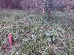 Chlorophytum comosum