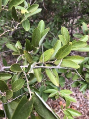 Grewia bicolor bicolor
