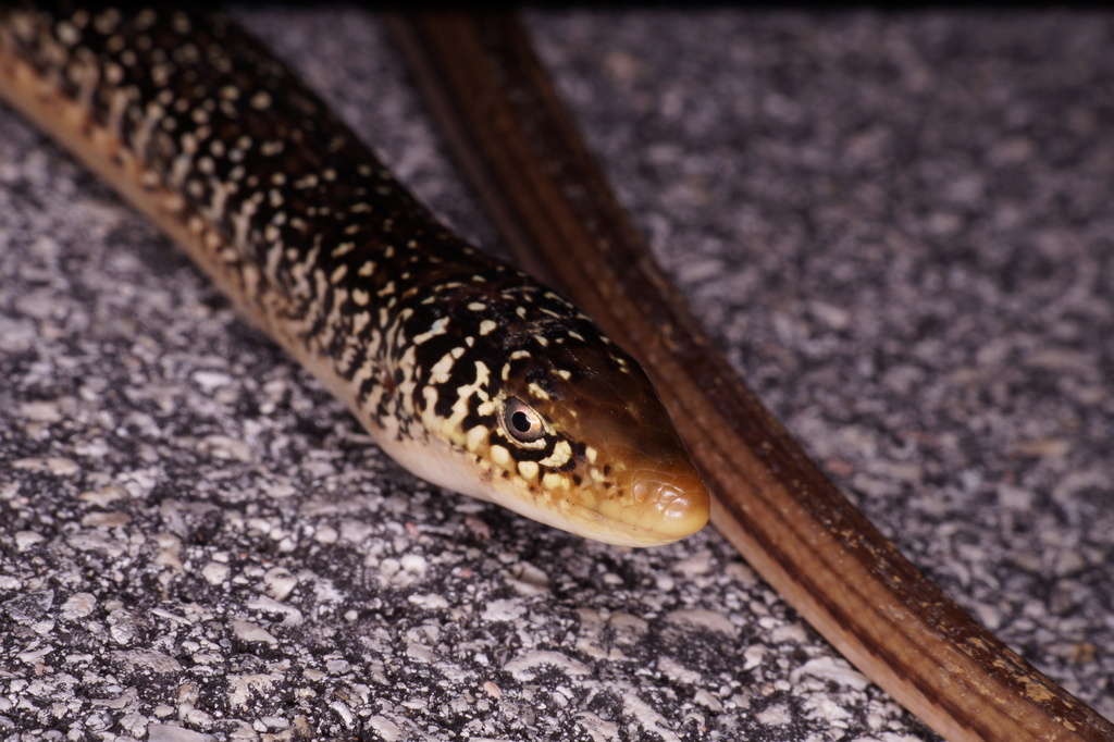 Island Glass Lizard from Miami-Dade County, FL, USA on February 10 ...