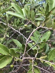 Grewia bicolor bicolor