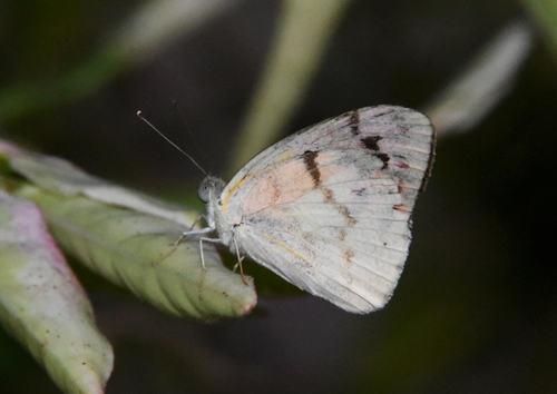 Malagasy Lilac Tip