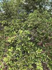 Grewia bicolor bicolor