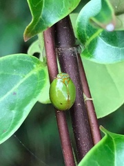 Hemisphaerius formosus