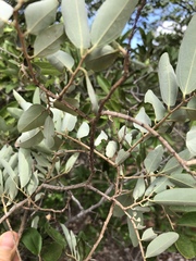 Grewia bicolor bicolor