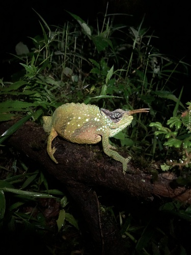 Cameroon Sailfin Chameleon
