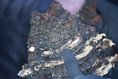 Inonotus obliquus sterilis