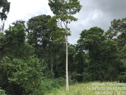 Genipap Tree