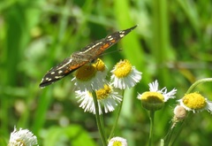 Anthanassa texana seminole