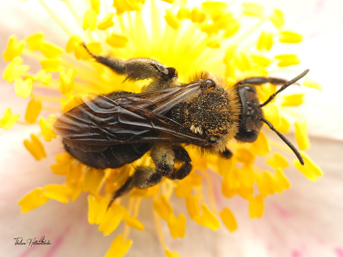 Copper-tinged Andrenid Bee