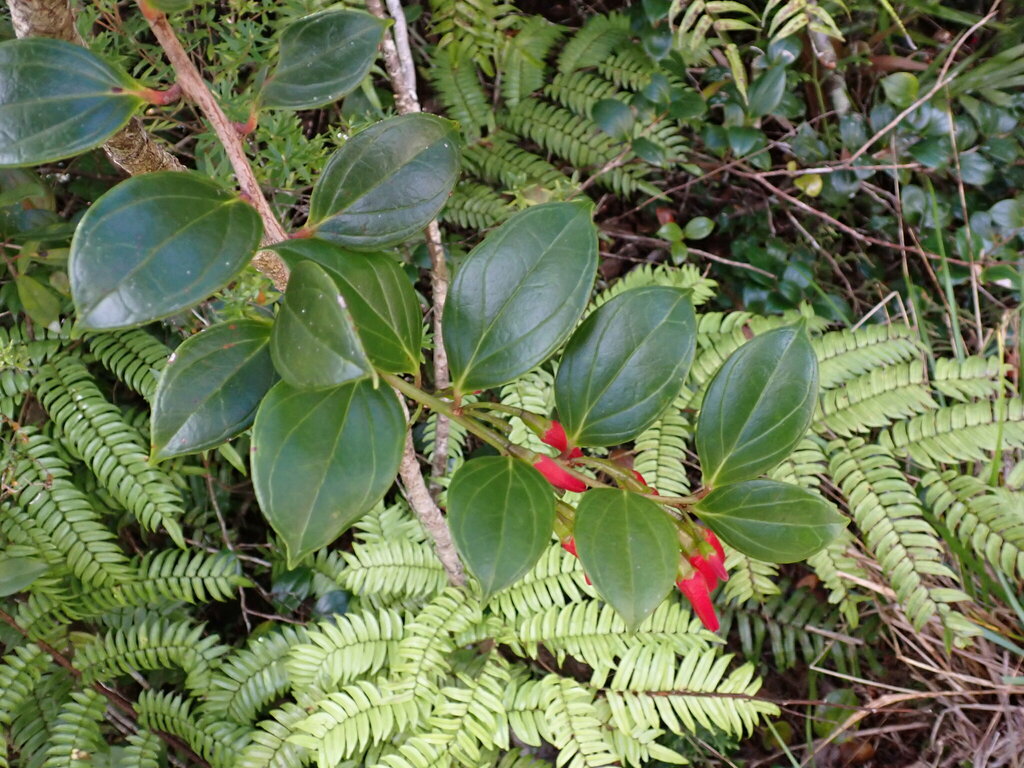 Paphia meiniana