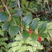 Paphia meiniana - Photo (c) Marley Ford, algunos derechos reservados (CC BY), subido por Marley Ford