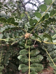 Zanthoxylum humile