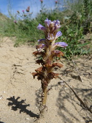 Orobanche coerulescens